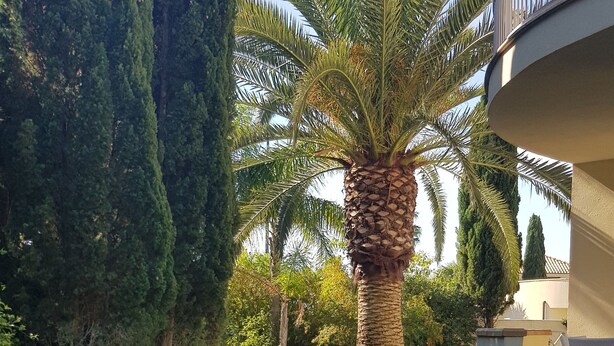 Un jardín cuidado con una palmera, un conífero alto y un edificio con balcón.