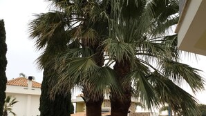Un patio con dos palmeras, un muro blanco y un edificio con tejado de baldosas al fondo.