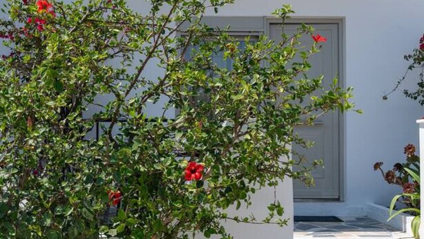 A modern building with a white facade, a door, and a small garden with red flowers. - Thines Studios : Studio B (Kampos)