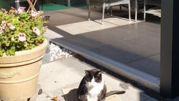 Pihaterassi, jossa on ulkokalusteita, ruukkuistutettu kasvi ja kissa.