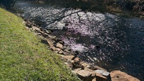 A river with clear water reflecting sunlight, surrounded by grass and rocks.