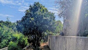 Un camí al jardí amb un arbre, plantes en testos i una paret de formigó.