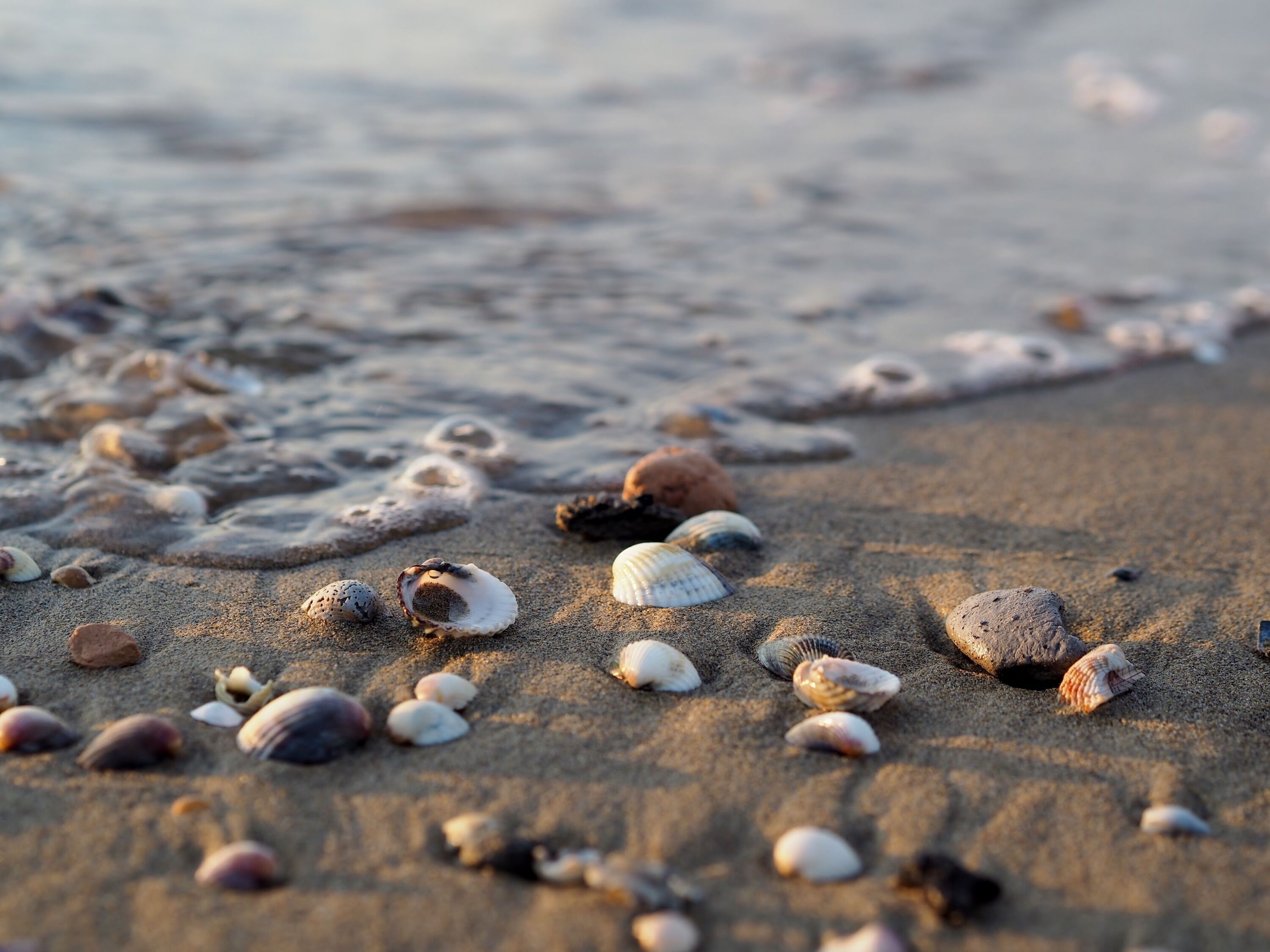 Ein Sandstrand mit verstreuten Muscheln und sanften Wellen.