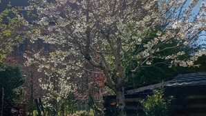 A garden with flowering trees, a wooden fence, and a building with a tiled roof. - B&B De Zwerver (Oldehove)