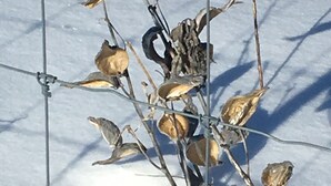A branch with dried leaves against a snowy background.