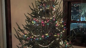 A Christmas tree with multicolored lights in a room with wooden flooring and a window.