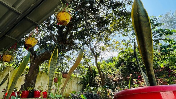 A covered garden area with potted plants and a tree. - Wonderful 4-bedroom cottage in Kalpetta for a relaxing getaway (Kalpetta)
