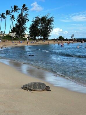Beach - Walk to the beach! Beautiful 3-bedroom home in Poipu (Koloa)