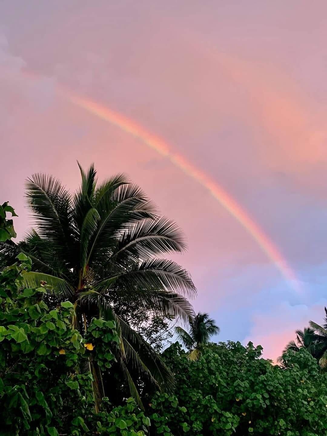 Tropisch landschap met een palmboom en een regenboog.