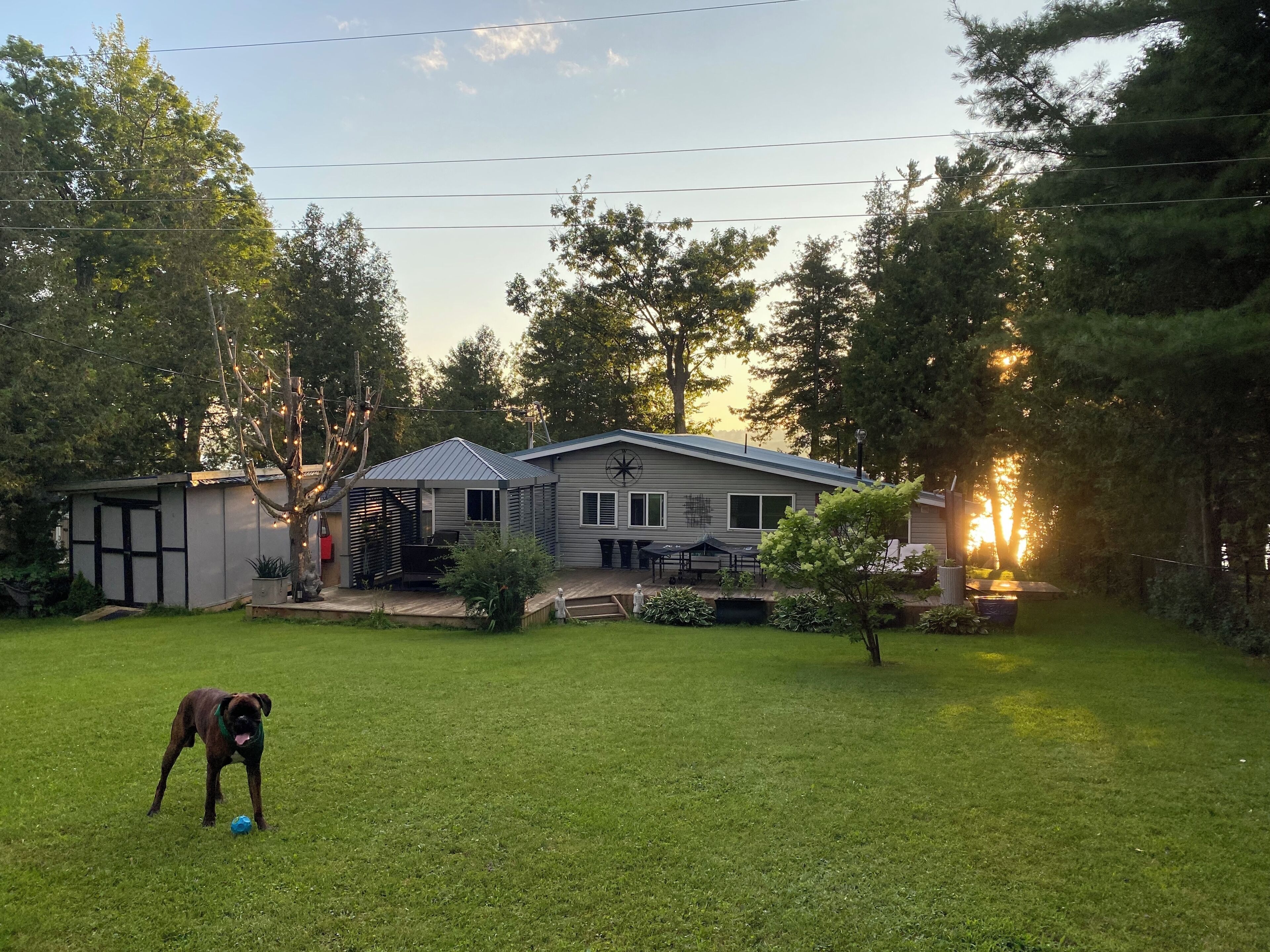 A house with a fenced yard, a dog, and a tree in the background.