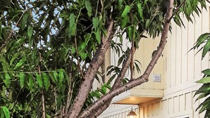 A building with a blue door, a light fixture above the door, and a staircase leading to the entrance. - 2 for 1 Stay: Jacuzzi/Starlit Mtn Skies/Near Beach (Waimea)