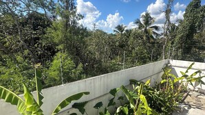 Un sendero de concreto bordeado por exuberantes plantas de banano y un denso bosque tropical al fondo.