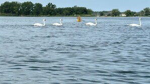 Un lago tranquilo con cisnes y un kayakista.