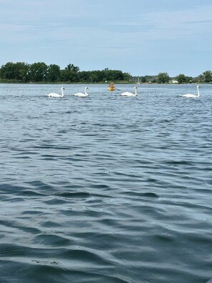 A calm lake with swans and a kayaker.