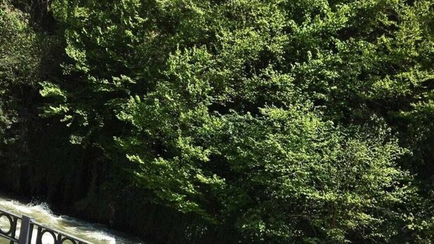 A wooden table with two cups, a metal railing, and a river with trees in the background. - Lahza Tiny House (Çamlıhemşin)