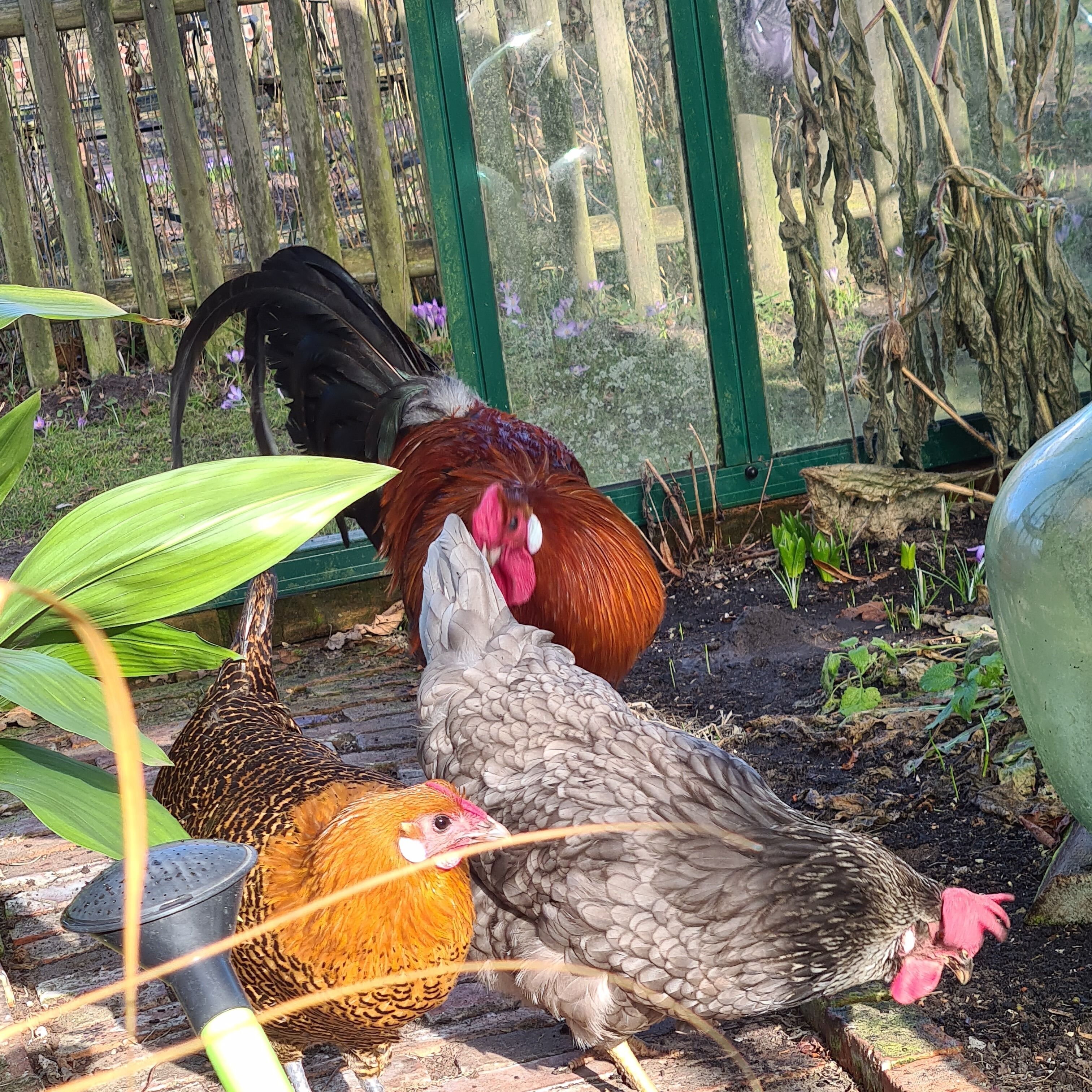A garden area with a wooden fence, a green door, and a chicken coop.