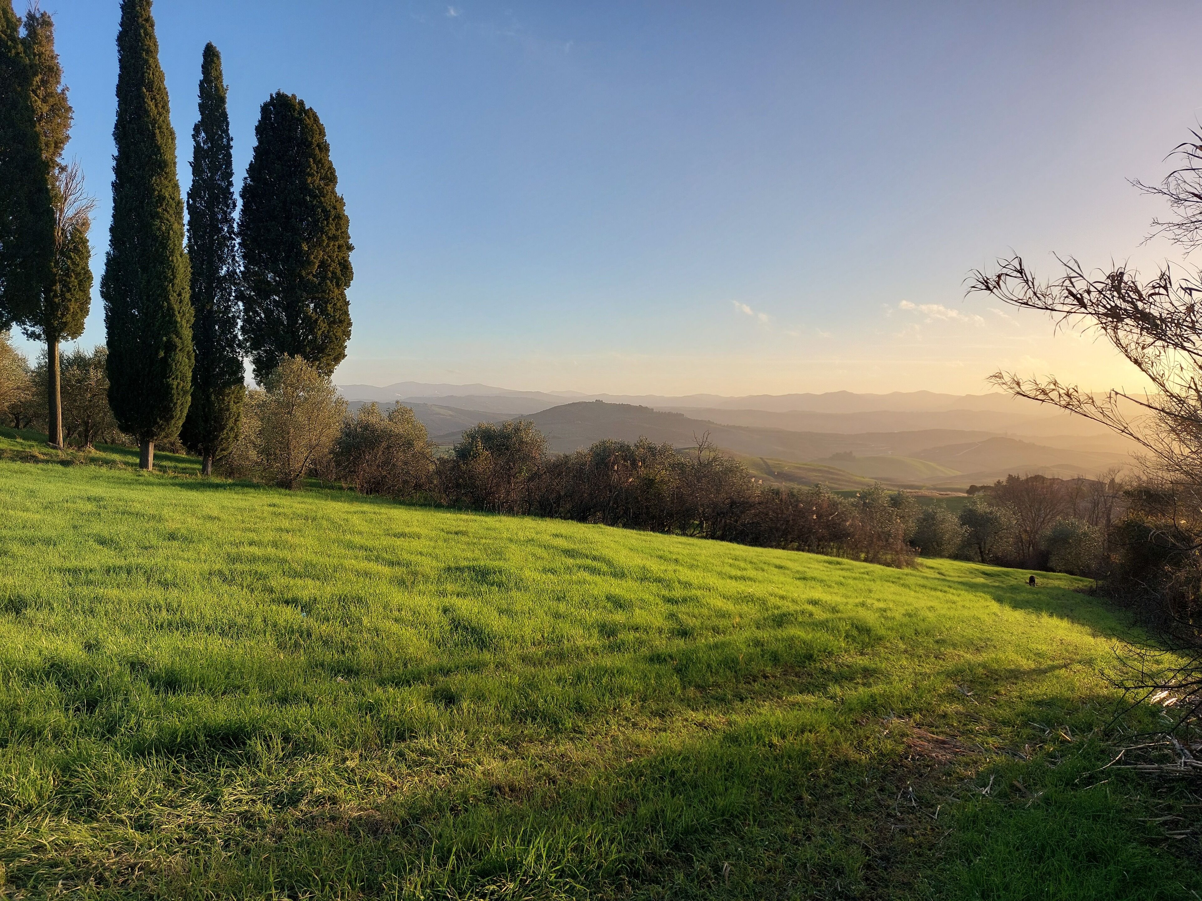 Une colline verdoyante, parsemée d’arbres, avec une chaîne de montagnes qui se dessine à l’horizon.