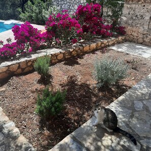 Property grounds - MATHILAD'S HOUSE: traditional stone house in unspoiled nature (Tselendata)