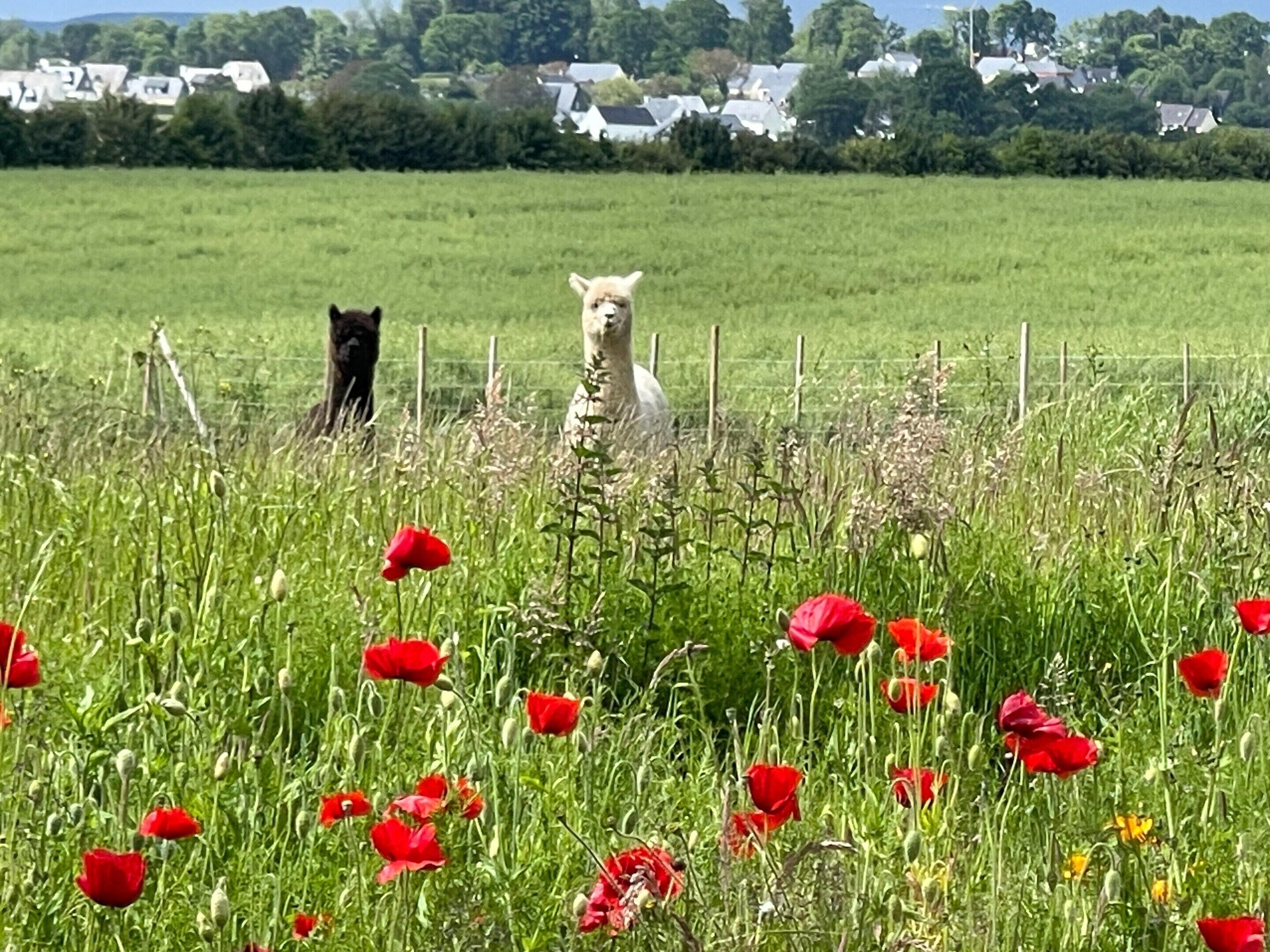 A field with red poppies and a fence in the foreground.