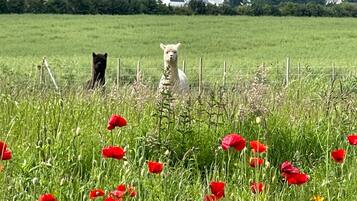 A field with red poppies and a fence in the foreground.