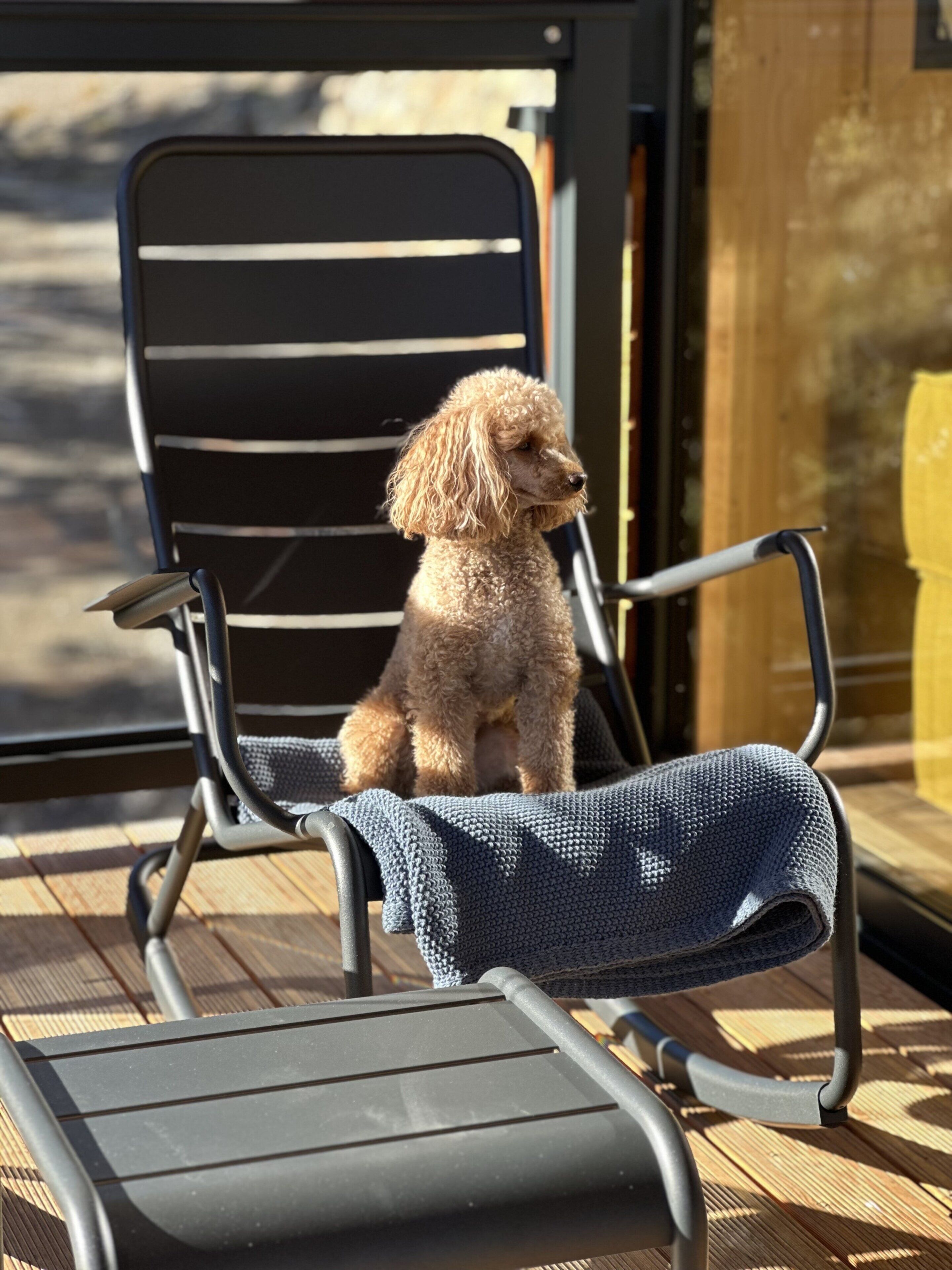 A small poodle sitting on a chair with a blue cushion.