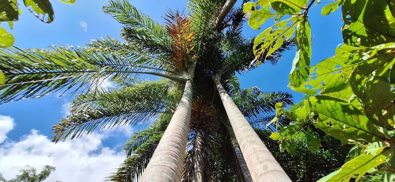 Un grand palmier se dressant sur fond d’un ciel bleu azur.
