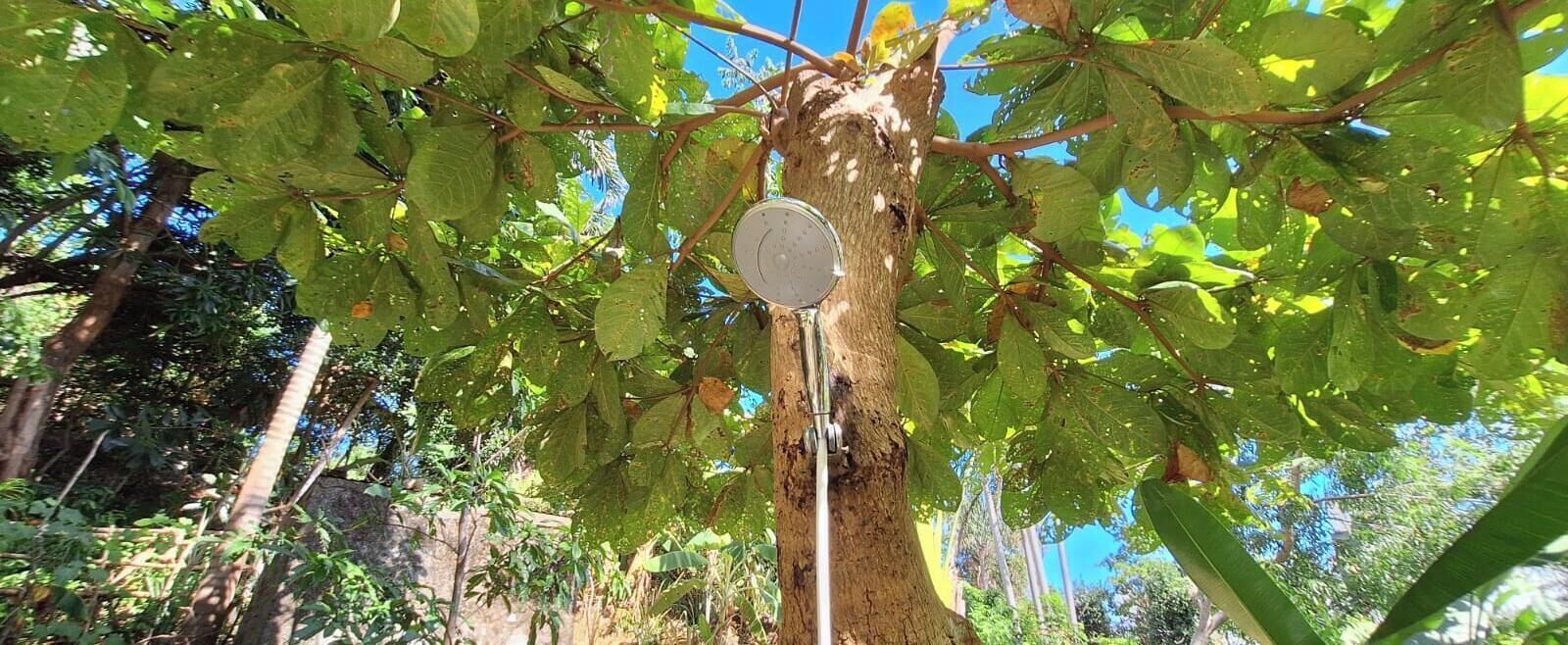 Un árbol con un letrero circular sujeto a él, rodeado de follaje verde.