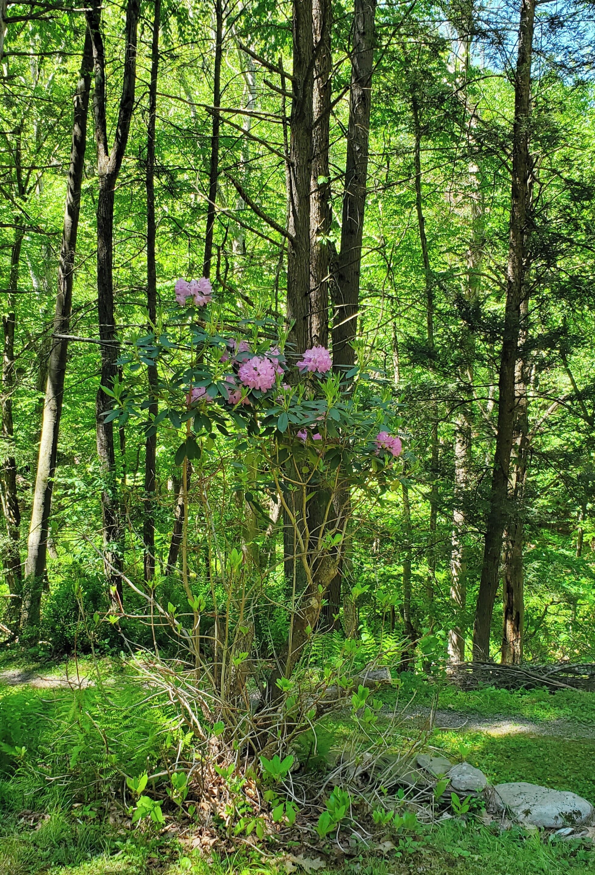 Àrea exterior de l'allotjament