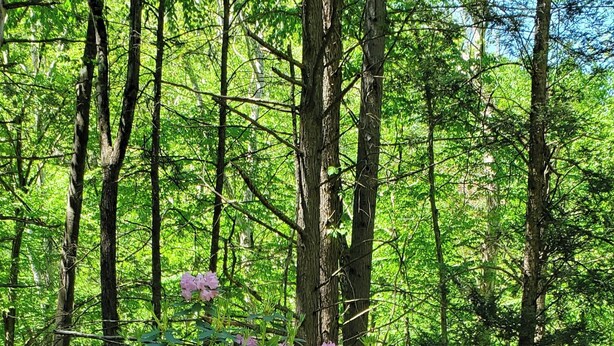 A forest with tall trees and a bush with pink flowers.