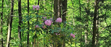 Àrea exterior de l'allotjament