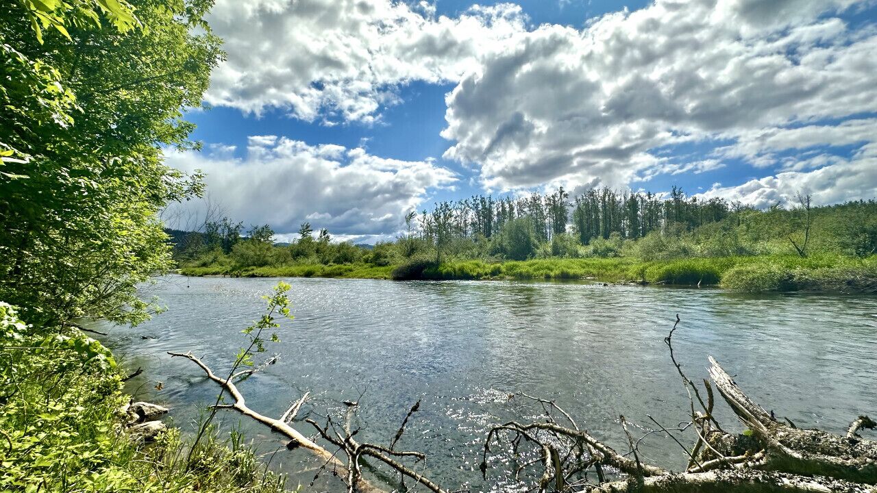 En flod med träd och en molnig himmel.
