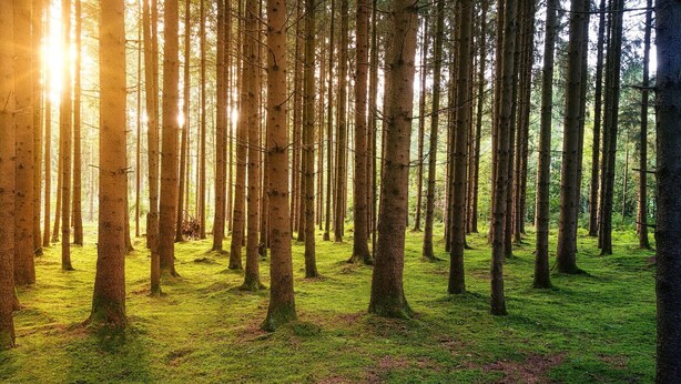 Une forêt où les arbres sont hauts et où la lumière du soleil filtre à travers les feuilles.