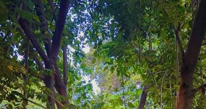 Jungle Tiny House • Walk to Beach & Waterfall