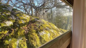 Vista por la ventana de una roca cubierta de musgo con árboles desnudos al fondo.
