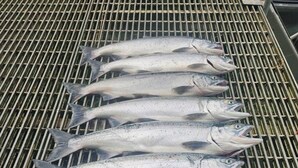 Una barbacoa amb diversos peixos a dins.