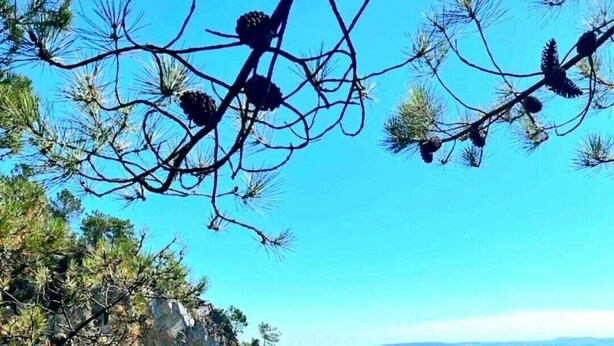A coastal landscape with clear turquoise waters, rocky cliffs, and pine trees. - TY BIHAN ☀️ (Crozon)