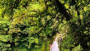 Una rigogliosa foresta con una cascata e una limpida piscina blu.