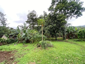 Un jardin luxuriant, avec une variété de plantes et d’arbres, une zone herbeuse et une petite construction en arrière-plan.