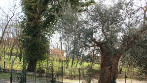 A tree-lined pathway with a metal gate, a large tree trunk, and a bottle on the ground. - Accommodation surrounded by greenery, silence and privacy, a romantic escape from the city (Mozzano Torretta)