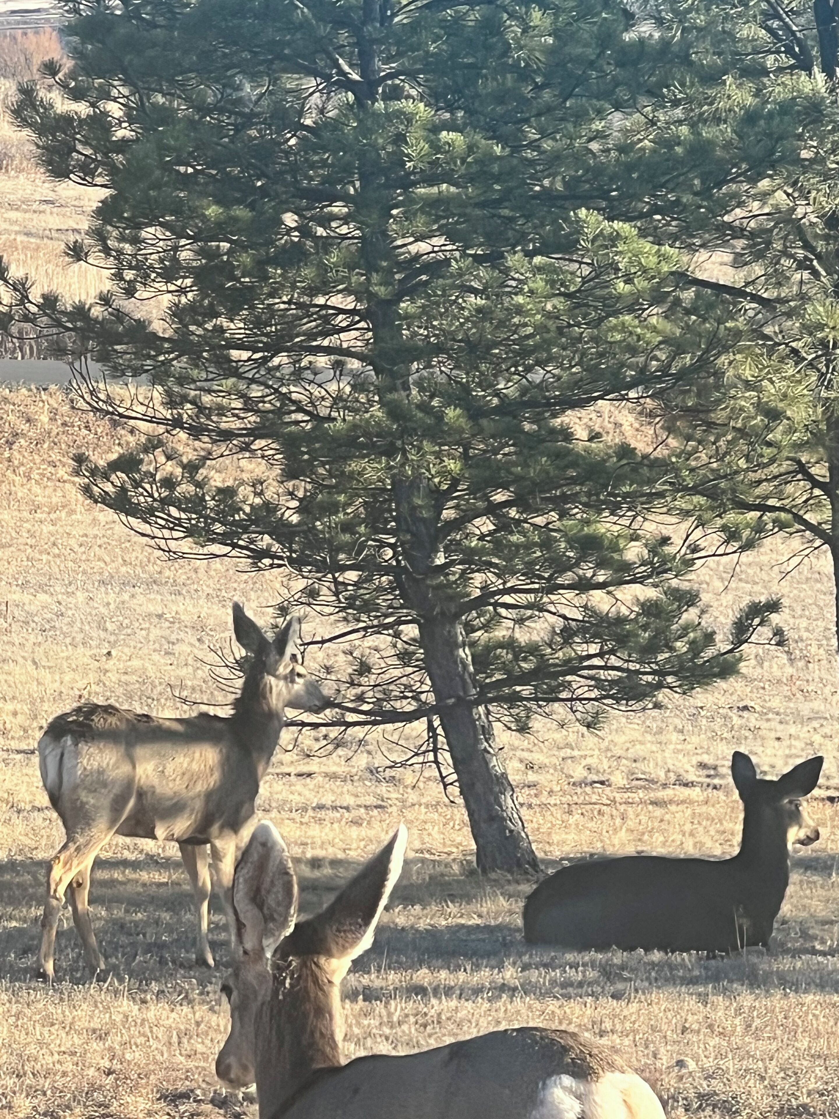 A natural landscape with a large tree and three deer in a grassy field.