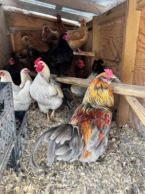 Ein Hühnerstall mit Holzwänden und einem Drahtgeflecht-Dach.
