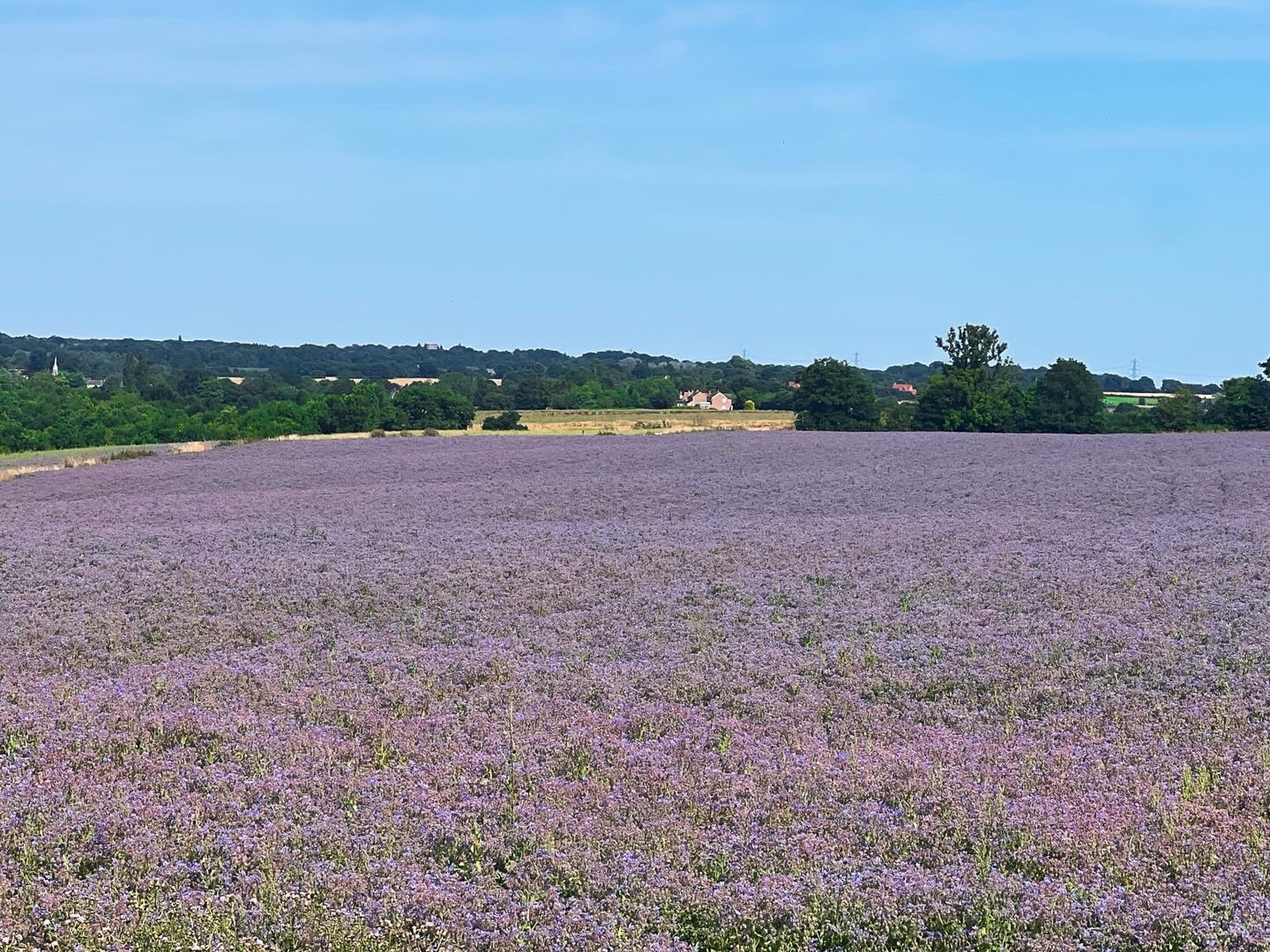 Un campo de lavanda con cielo despejado.