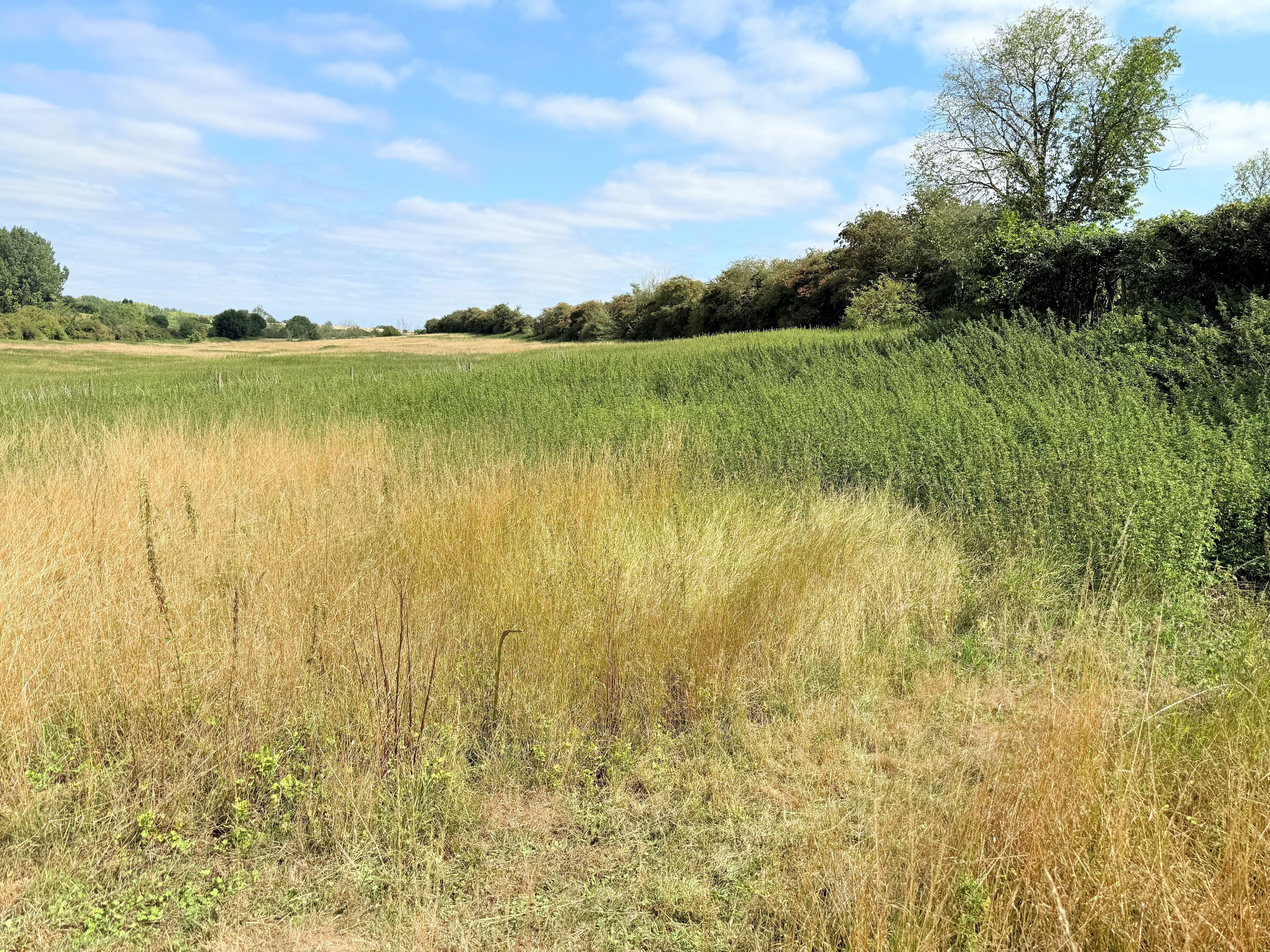 Ein Feld mit einem Mix aus grünem und trockenem Gras, einem klaren Himmel und Bäumen im Hintergrund.