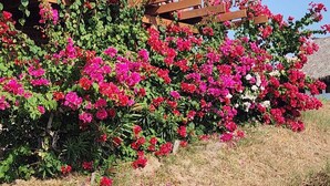 Eine Holzhütte mit Balkon, umgeben von leuchtend rosa Blumen.