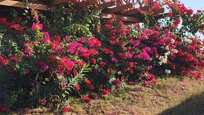 Ein hölzernes Gebäude mit Balkon, umgeben von leuchtend rosa Blüten.
