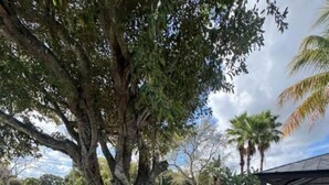 A patio area with a pergola, outdoor furniture, and a large tree. - Walk to Downtown Delray and beach.   Huge fenced-in yard for dog (Delray Beach)