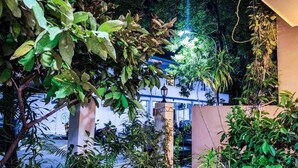 Un rigoglioso giardino interno con diverse piante e una struttura di un edificio sullo sfondo.
