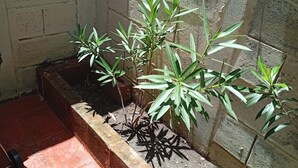Un coin agrémenté d’un bac en béton où sont plantées plusieurs plantes vertes.
