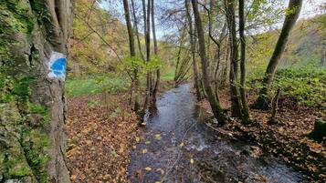 A forested area with a stream and a tree with a blue marking.