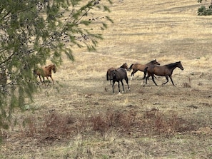 A group of horses in a dry, grassy field with sparse vegetation and a tree in the foreground.
